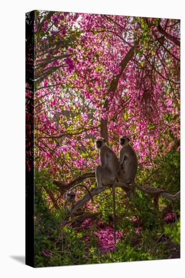 Hanuman Langurs in Bougainvillea Mandore Garden, India-Mark MacEwen-Premier Image Canvas