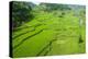 Hapao Rice Terraces, Banaue, UNESCO World Heritage Site, Luzon, Philippines, Southeast Asia, Asia-Michael Runkel-Premier Image Canvas