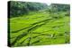 Hapao Rice Terraces, Banaue, UNESCO World Heritage Site, Luzon, Philippines, Southeast Asia, Asia-Michael Runkel-Premier Image Canvas