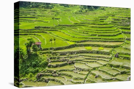 Hapao Rice Terraces, Part of the World Heritage Site Banaue, Luzon, Philippines-Michael Runkel-Premier Image Canvas