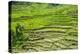 Hapao Rice Terraces, Part of the World Heritage Site Banaue, Luzon, Philippines-Michael Runkel-Premier Image Canvas
