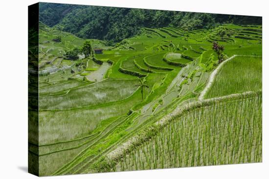 Hapao Rice Terraces, World Heritage Site, Banaue, Luzon, Philippines-Michael Runkel-Premier Image Canvas