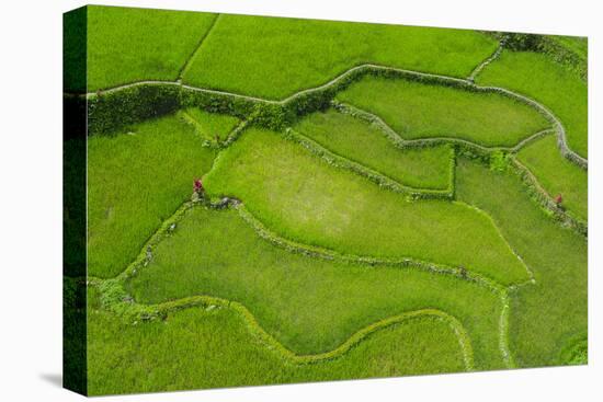 Hapao Rice Terraces, World Heritage Site, Banaue, Luzon, Philippines-Michael Runkel-Premier Image Canvas