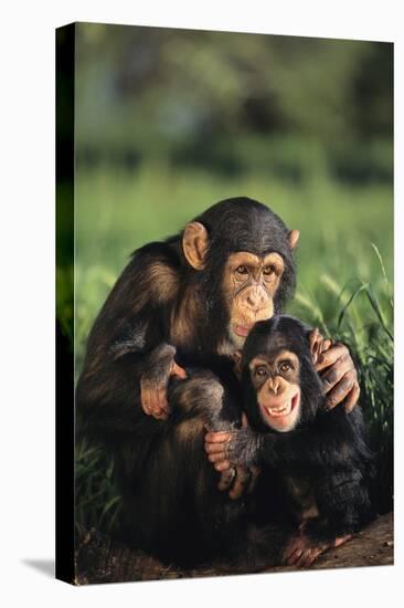 Happy Chimpanzee Family-DLILLC-Premier Image Canvas