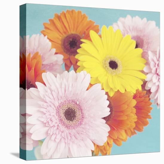 Happy Daisies-Susannah Tucker-Stretched Canvas