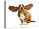 Happy Dog - Basset Hound With Ears Up-Willee Cole-Premier Image Canvas