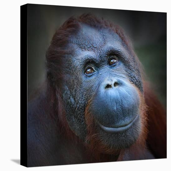 Happy Smile Of The Bornean Orangutan (Pongo Pygmaeus)-Kletr-Premier Image Canvas