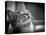 Happy Smiling Cat Portrait In Black And White-Michal Bednarek-Stretched Canvas