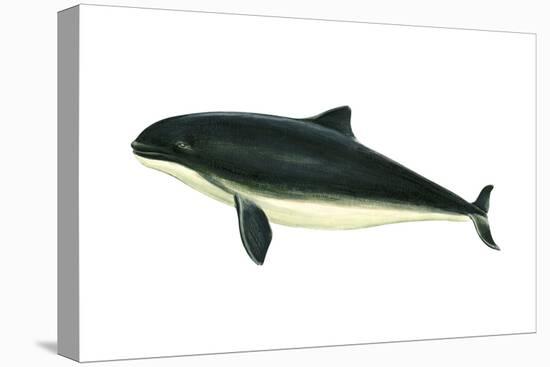 Harbor Porpoise (Phocaena Phocaena), Mammals-Encyclopaedia Britannica-Stretched Canvas