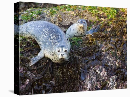 Harbor Seal on Bandon Beach, Oregon, USA-Joe Restuccia III-Premier Image Canvas