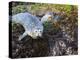 Harbor Seal on Bandon Beach, Oregon, USA-Joe Restuccia III-Premier Image Canvas