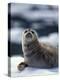 Harbor Seal on Ice Flow, Le Conte Glacier, Alaska, USA-Michele Westmorland-Premier Image Canvas