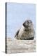Harbor Seal on the Coast of the Shetland Islands. Scotland-Martin Zwick-Premier Image Canvas