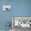 Harbor Seal on the Coast of the Shetland Islands. Scotland-Martin Zwick-Premier Image Canvas displayed on a wall