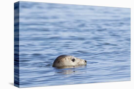 Harbor Seal on the Coast of the Shetland Islands. Scotland-Martin Zwick-Premier Image Canvas