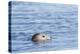 Harbor Seal on the Coast of the Shetland Islands. Scotland-Martin Zwick-Premier Image Canvas