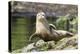 Harbor Seal on the Coast of the Shetland Islands. Scotland-Martin Zwick-Premier Image Canvas