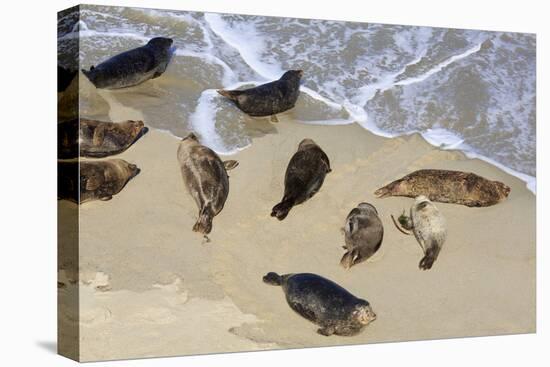 Harbor seals, La Jolla, San Diego, California, United States of America, North America-Richard Cummins-Premier Image Canvas