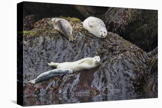 Harbor Seals Resting at Low Tide-Ken Archer-Premier Image Canvas