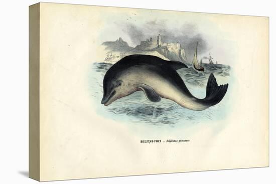 Harbour Porpoise, 1863-79-Raimundo Petraroja-Premier Image Canvas