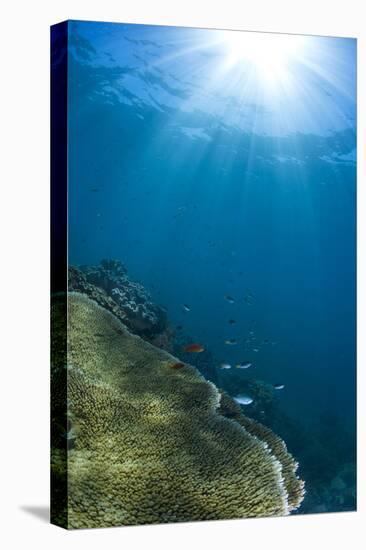 Hard and Soft Coral Landscape Scenic at Thetford Reef on the Great Barrier Reef-Louise Murray-Premier Image Canvas