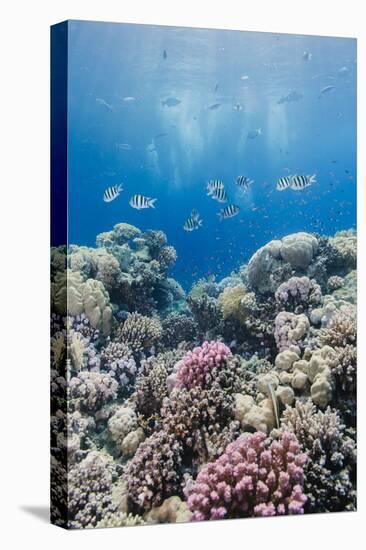 Hard Coral and Tropical Reef Scene, Ras Mohammed Nat'l Pk, Off Sharm El Sheikh, Egypt, North Africa-Mark Doherty-Premier Image Canvas