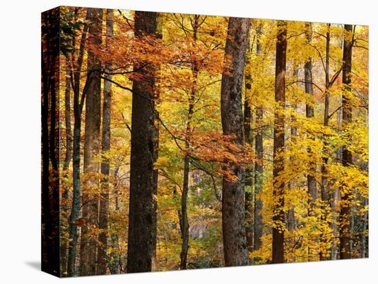 Hardwood Forest in Autumn-James Randklev-Premier Image Canvas