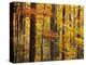 Hardwood Forest in Autumn-James Randklev-Premier Image Canvas