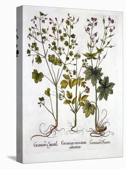 Hardy Geraniums, from 'Hortus Eystettensis', by Basil Besler (1561-1629), Pub. 1613 (Hand Coloured-German School-Premier Image Canvas