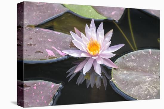 Hardy Waterlily, Usa-Lisa S. Engelbrecht-Premier Image Canvas