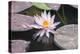 Hardy Waterlily, Usa-Lisa S. Engelbrecht-Premier Image Canvas