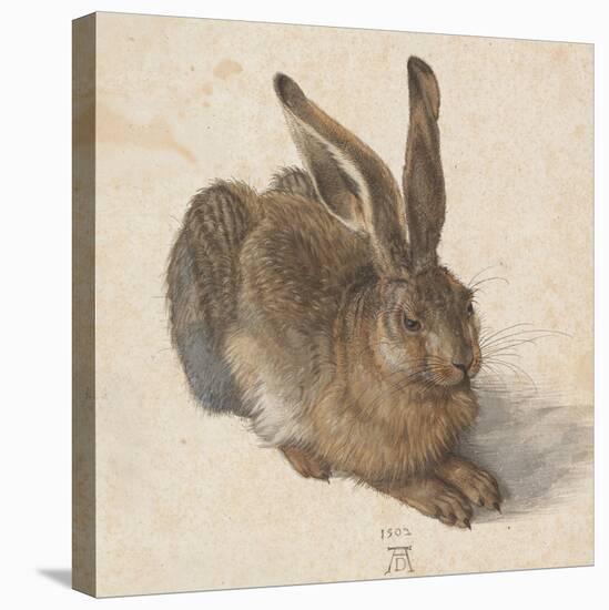Hare, 1502-Albrecht Dürer-Premier Image Canvas