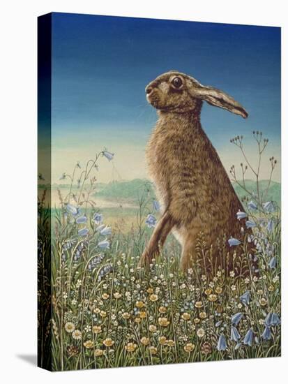 Hare, 1984-Frances Broomfield-Premier Image Canvas