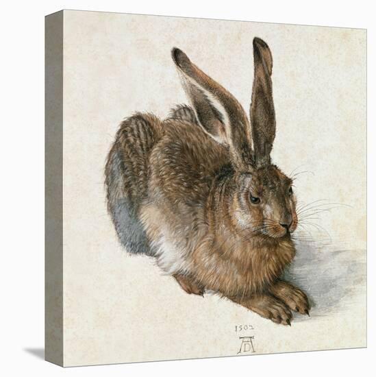 Hare-Hase. Watercolour.-Albrecht Dürer-Premier Image Canvas
