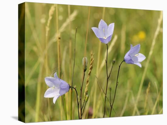 Harebell (Campanula Rotundifolia) Flowering in Chalk Grassland Meadow, Wiltshire, England, UK-Nick Upton-Premier Image Canvas