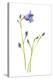 Harebells IV-Sandra Jacobs-Stretched Canvas