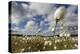 Harestail Cotton-Grass (Eriophorum Vaginatum) Growing on Bog Moorland, Scotland, UK, May-Mark Hamblin-Premier Image Canvas