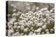 Harestail Cottongrass in Flower, Flow Country, Caithness, Highland, Scotland, UK, May-Peter Cairns-Premier Image Canvas