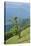 Harewood, Acer pseudoplatanus, alp scenery, Rote Wand (mountain), Styria, Austria, Europe,-David & Micha Sheldon-Stretched Canvas