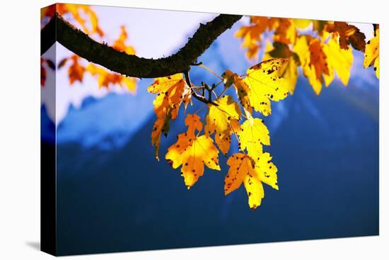 Harewood, Acer Pseudoplatanus, Autumn Foliage-Alfons Rumberger-Premier Image Canvas