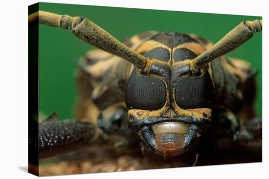 harlequin beetle headshot close up, mexico-claudio contreras-Premier Image Canvas