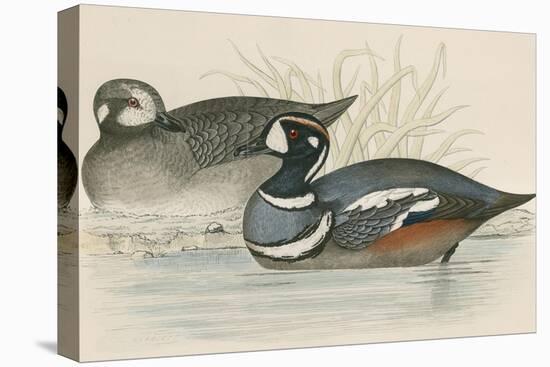 Harlequin Duck-Beverley R. Morris-Premier Image Canvas