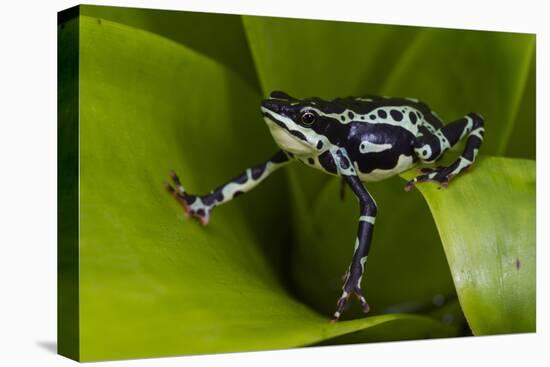 Harlequin Frog, Ecuador-Pete Oxford-Premier Image Canvas