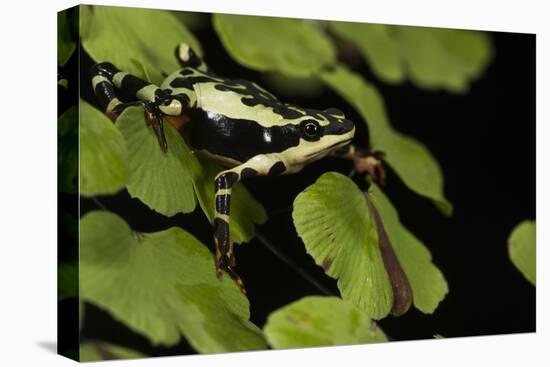 Harlequin Frog, Ecuador-Pete Oxford-Premier Image Canvas