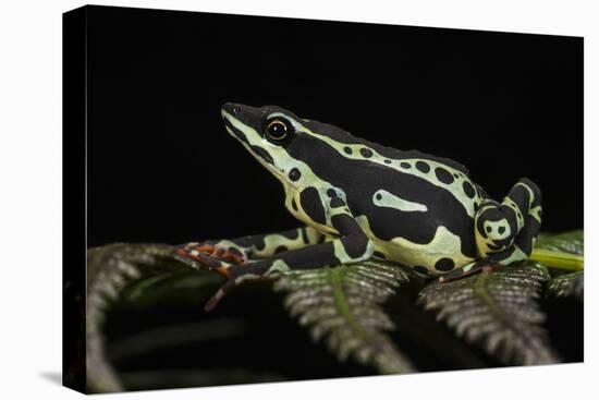 Harlequin Frog, Ecuador-Pete Oxford-Premier Image Canvas