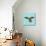 Harlequin Parrot-Sharon Turner-Stretched Canvas displayed on a wall