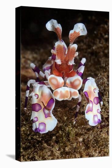 harlequin shrimp on sea floor, mexico, pacific ocean-claudio contreras-Premier Image Canvas