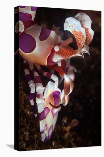 harlequin shrimp on sea floor, mexico, pacific ocean-claudio contreras-Premier Image Canvas