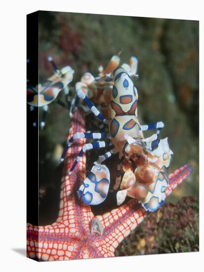 Harlequin Shrimp, Starfish Prey, Upside Down to Prevent It from Escaping, Andaman Sea, Thailand-Georgette Douwma-Premier Image Canvas