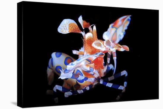 Harlequin Shrimp-Barathieu Gabriel-Stretched Canvas